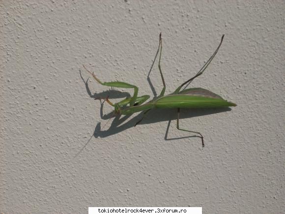 whit3ang3l insecta ciudata mareee din gradina framiu  