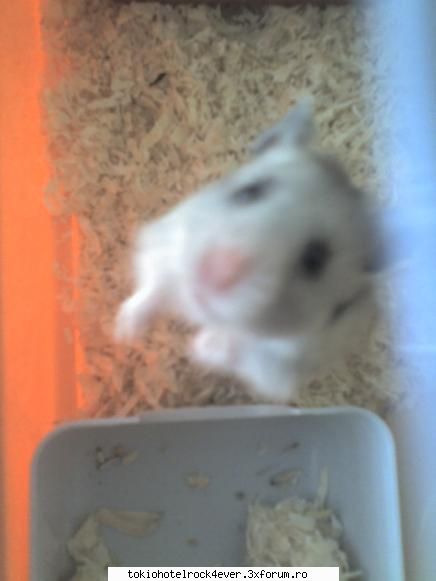 hamsterita