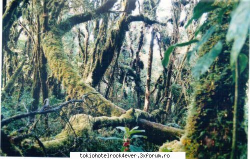 Alte tzari - Stiatzi k Frantza a fost o jungla??? In locul - *..::Cafenea::..*