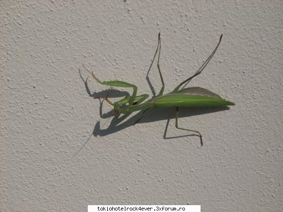 alte tzari aceasta este insecta uriasaa din gradinaa facut filmuletz cuu &nbsp;