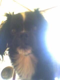 Animalutzele noastre ;;) - ea e Lady .. catelusha mea e pechinez thailandez - *..::Cafenea::..*