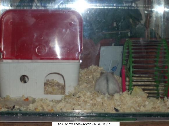 Animalutzele noastre ;;) - Privitzi doaar Cel din dreapta este Ma kyky zoo - *..::Cafenea::..*