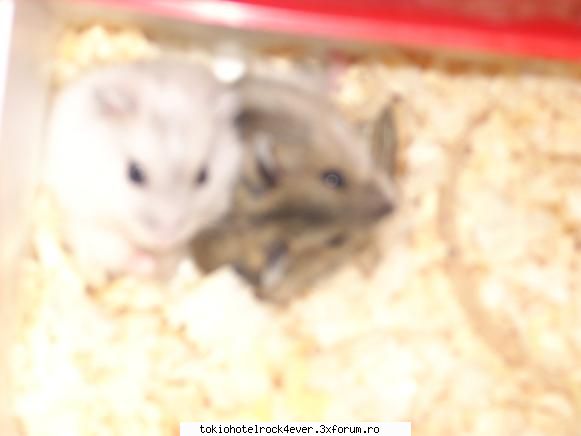 Animalutzele noastre ;;) - Iar aici...:X Insa nu e clara - *..::Cafenea::..*