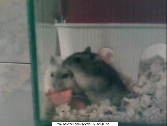 Animalutzele noastre ;;) - Pieeeeiiiiiiiiii Ii iubesc matza Odata eram la - *..::Cafenea::..*