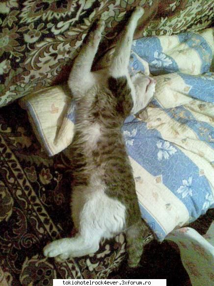 Animalutzele noastre ;;) - a... poate ve era dor de fiara mea... ~*Tanu*~ - *..::Cafenea::..*