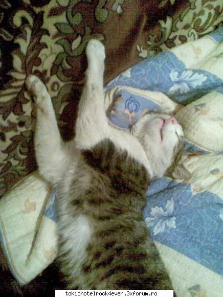 Animalutzele noastre ;;) - ca un "sfintijor" - *..::Cafenea::..*