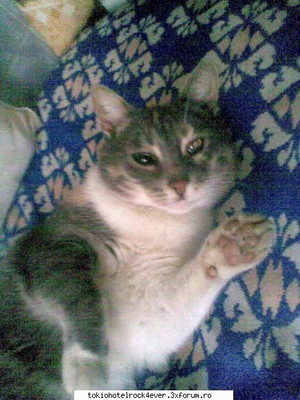 Animalutzele noastre ;;) - eu am o pisik...pe Mitzy knd aveam 3 ani mama - *..::Cafenea::..*