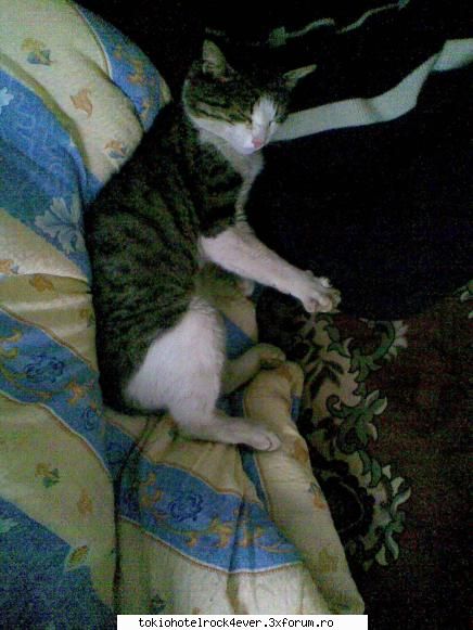 Animalutzele noastre ;;) - m`a mujcat mai rau ca niciodata ... eo tot il - *..::Cafenea::..*
