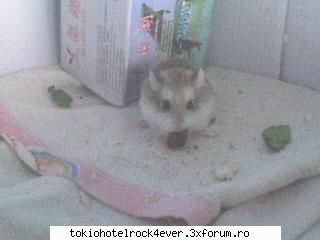 Animalutzele noastre ;;) - l-a surprins in fragrant cand mank morcovi - *..::Cafenea::..*