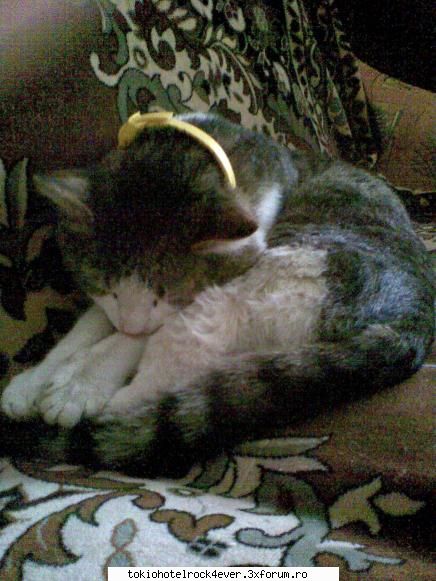 Animalutzele noastre ;;) - `nucu .... care doarme :D - *..::Cafenea::..*