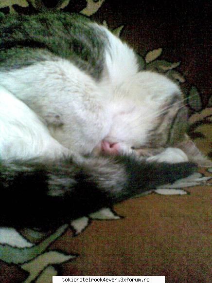 Animalutzele noastre ;;) - madyku_sv - *..::Cafenea::..*