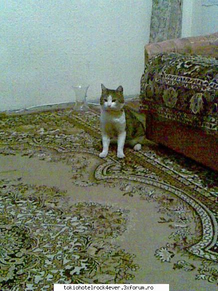Animalutzele noastre ;;) - nu in ultimul rand... el in mijlocul casei - *..::Cafenea::..*
