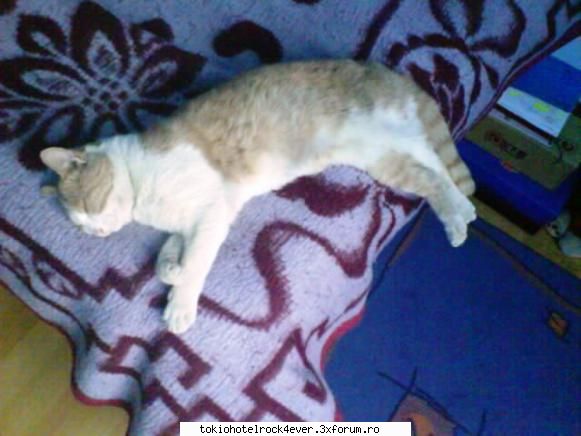 Animalutzele noastre ;;) - *KiKi* - *..::Cafenea::..*
