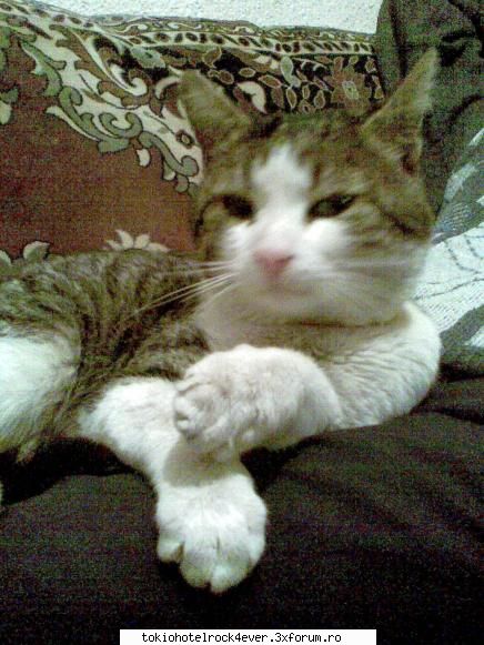 Animalutzele noastre ;;) - poate i`a fost cuiva dor de tanu - *..::Cafenea::..*