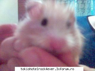 Animalutzele noastre ;;) - este gagautza :( :( :( si e mort =( =( =( ...nu'i - *..::Cafenea::..*