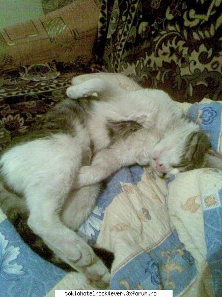 Animalutzele noastre ;;) - pozitia de somn cam murdar.. fost afara pe vreme - *..::Cafenea::..*