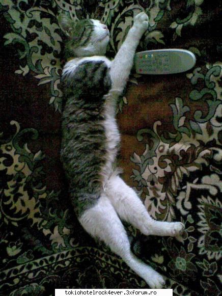 Animalutzele noastre ;;) - imaginati`va ca aja doarme ji in pat - *..::Cafenea::..*
