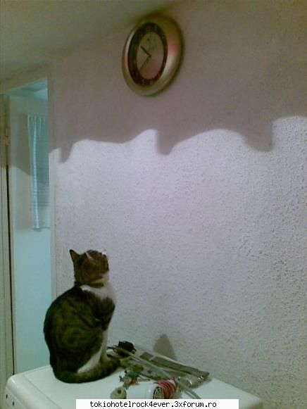 Animalutzele noastre ;;) - se uita "ca matsa`n calendar" ... in cazul nostru - *..::Cafenea::..*