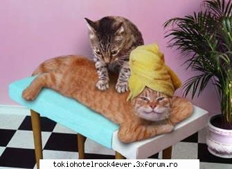 .::Bancuri/Culmi/Proverbe haioase::. - Un ardelean vine acasa mai devreme de la cimp - *..::Stuff 4 Fun::..*