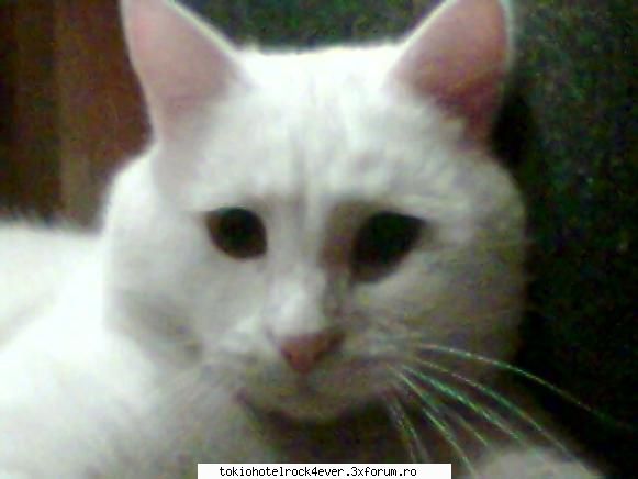 Catty......me :P - dak tot vreti poze cu pisi meu...va pun - *..::Me, myself & I::..*