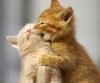 Hot /Not ? - miha - *..::Games::..*
