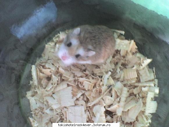 Most missed memories - Mie dor de rey A fost cel mai tare animal al meu! - *..::Find Myself::..*