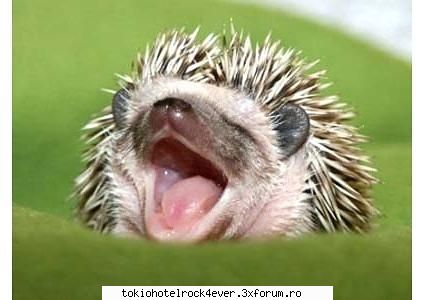 Note pentru poza - Rock.Pixie - *..::Games::..*