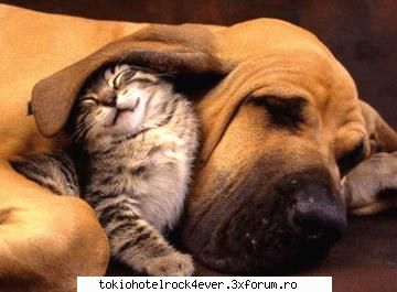 Note pentru poza - 10 imi plashe freza - *..::Games::..*