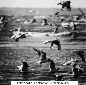 Note pentru poza - 10, aceste oua sunt ale naiba de haioase - *..::Games::..*