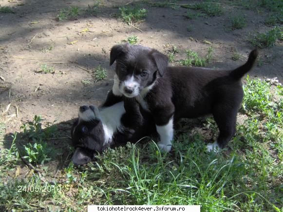 Note pentru poza - Kagome - *..::Games::..*