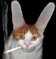 PozE HaioasE - m.ela - *..::Stuff 4 Fun::..*