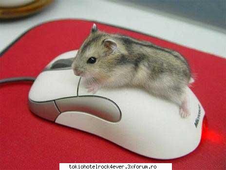 PozE HaioasE - ohh iess beibiii - *..::Stuff 4 Fun::..*