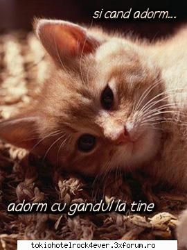 PozE HaioasE - AdeLul - *..::Stuff 4 Fun::..*