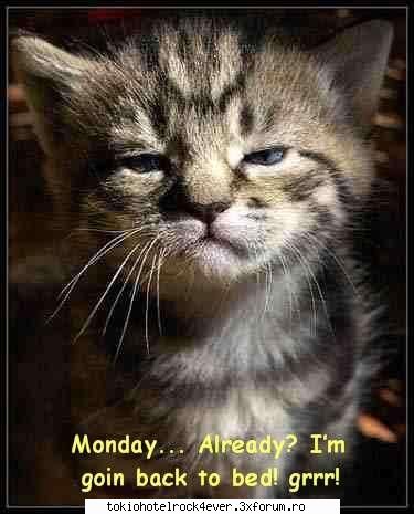 PozE HaioasE - cu pisoii bill si tom e foarte cute - *..::Stuff 4 Fun::..*