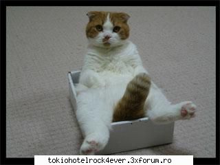 PozE HaioasE - ador pozele astea cu animale! - *..::Stuff 4 Fun::..*