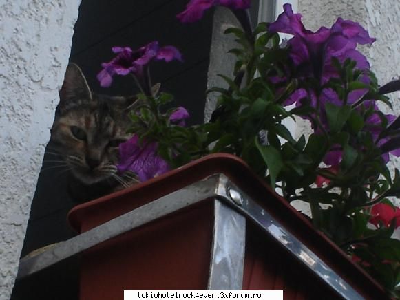 Poze cu ei din reviste - d..mijto matza:D - *..::Gallery::..*