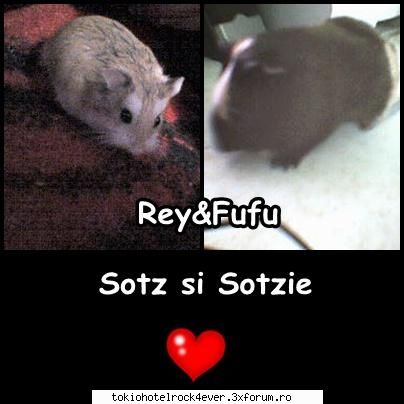 adelinutza - Fufu Cat de este! Rey s-a emotzionat pe bune Sa-i - *..::Me, myself & I::..*