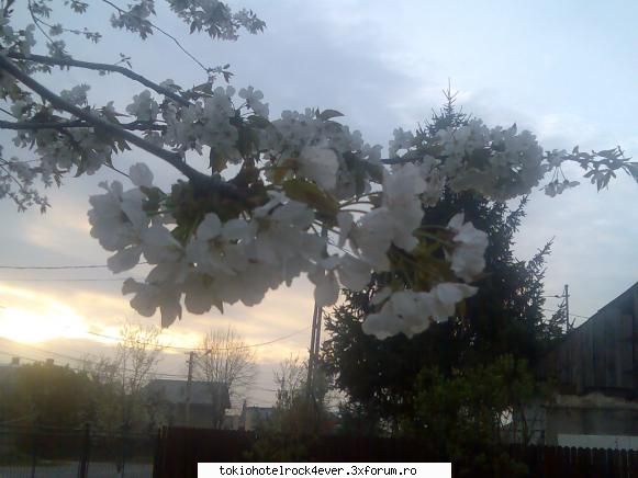 fotografii,poze&co. - poza asta e facuta la mn in curte la florile d - *..::Cafenea::..*
